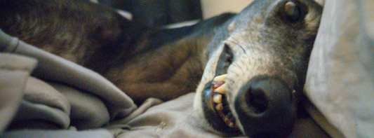 💥 HUGE NEWS FROM CHERIBOMB RETRO 💥